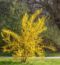 Border Forsythia x intermedia, spring flowering shrub with yellow flowers, in garden